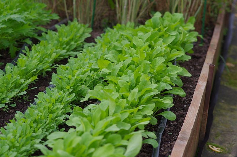 Партнер Индау (рукола) СИЦИЛИЯ ^(1г), изображение 1