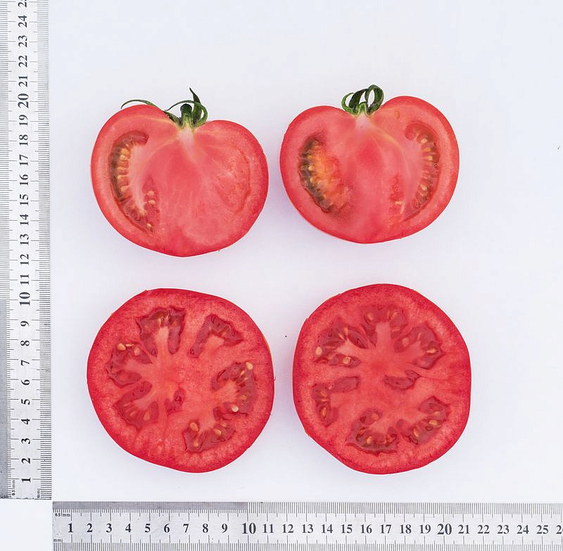Партнер Томат КАСТЕЛЬЯНО F1 ^(5шт) 2-ной пак, изображение 3